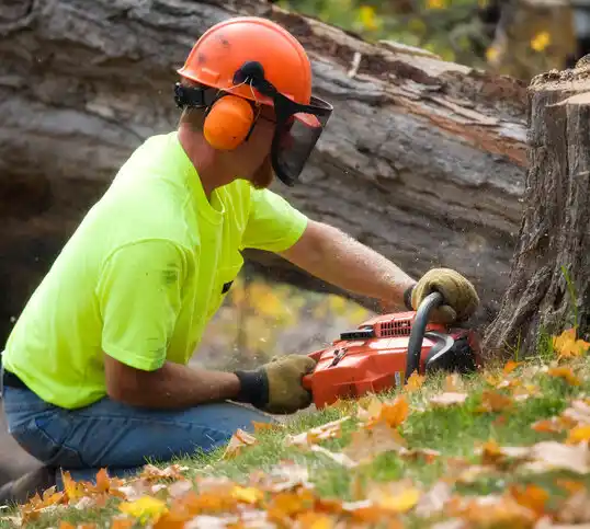 tree services Hubbard Lake